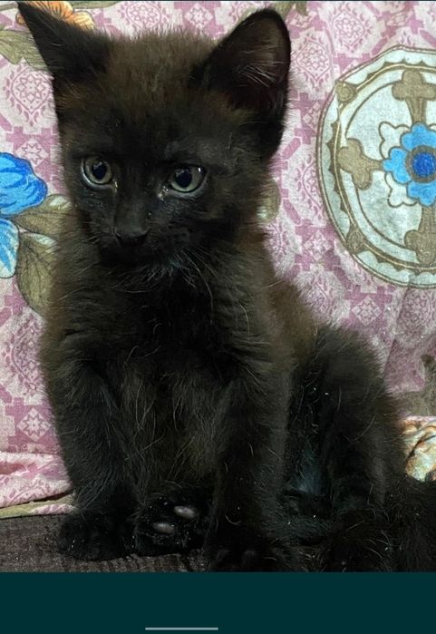 Отдам котёнка в добрые руки