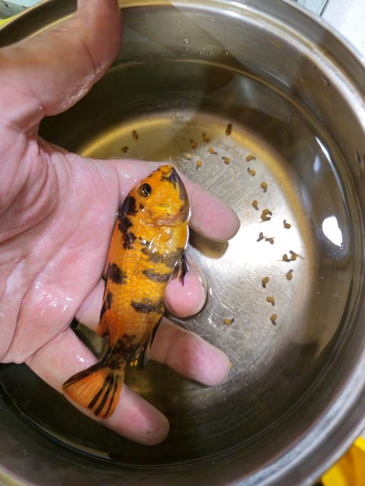 Ciclide africane (mbuna)