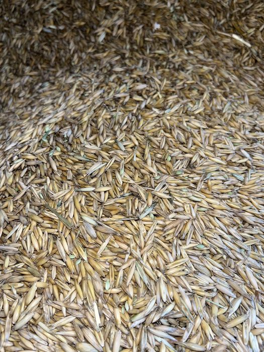 Vand ovaz de primavara