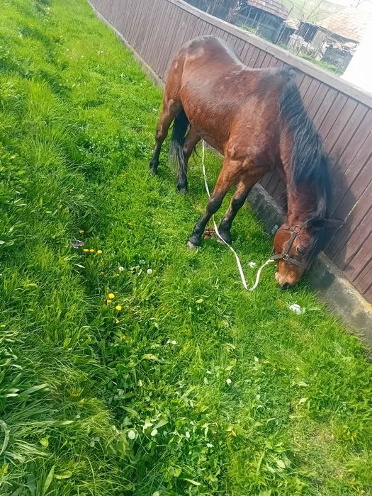 Schimb sau vând iapa de 12 ani cuminte preț  4800 lei