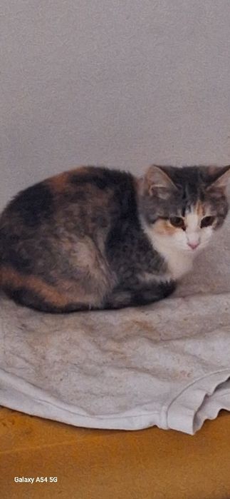 в добрые руки кошки