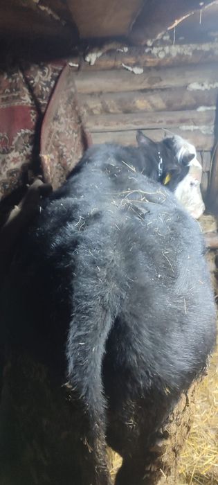 Бык на продажу есть торг на месте