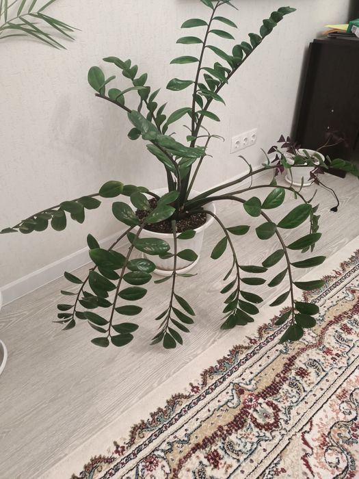 Долларовая дерева