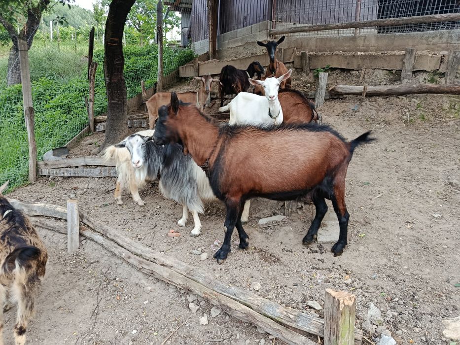 Țap Alpin Francez