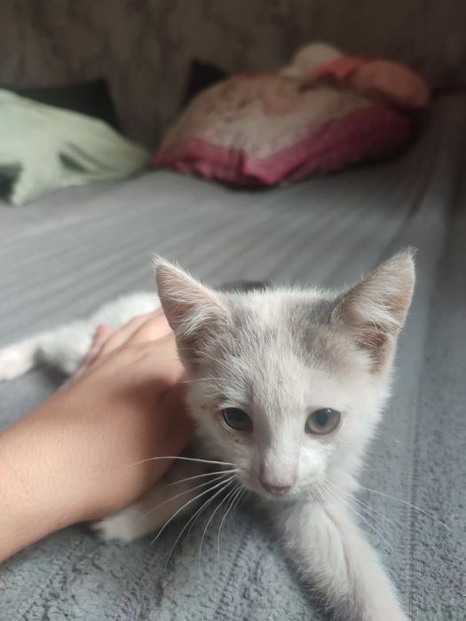 Отдам котёнка в добрые руки