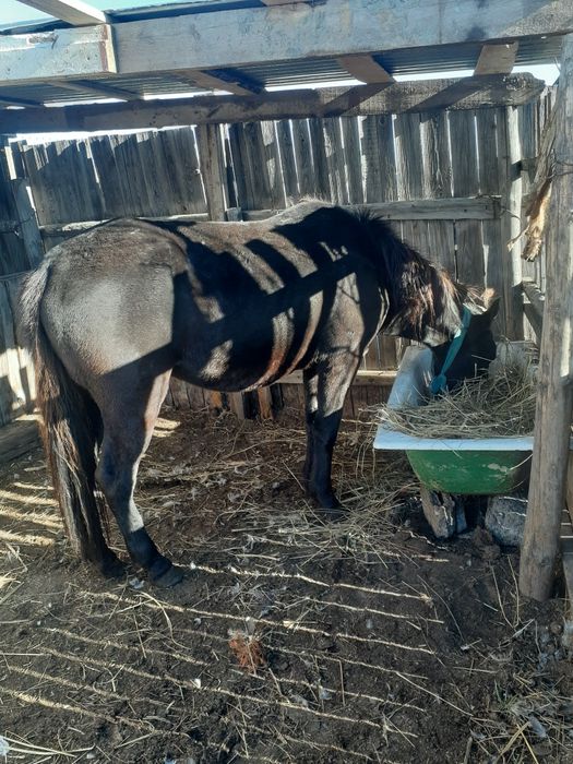 Продам кобылу, 1,5 года