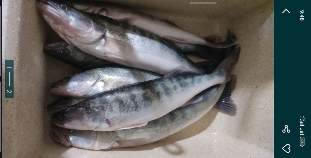 Продается свежая мороженная и  копченная рыба