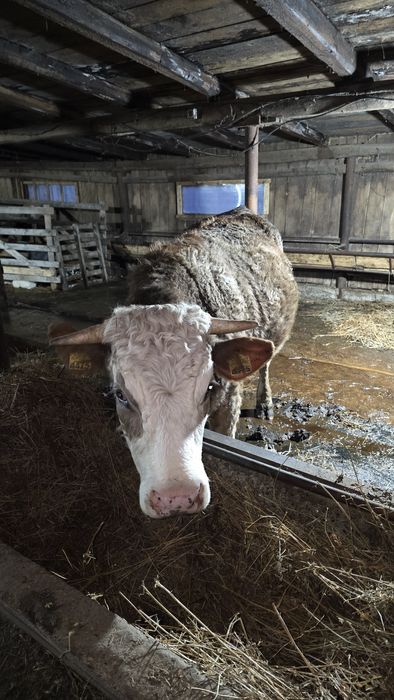 Vand juninca gestanta Baltata Romaneasca