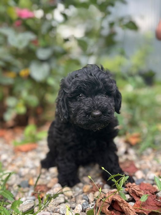 Poodel toy caniche