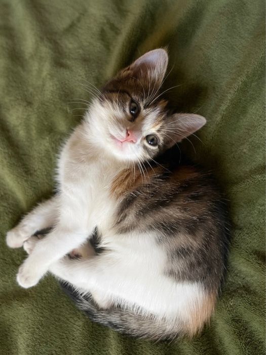 Подарявам котета