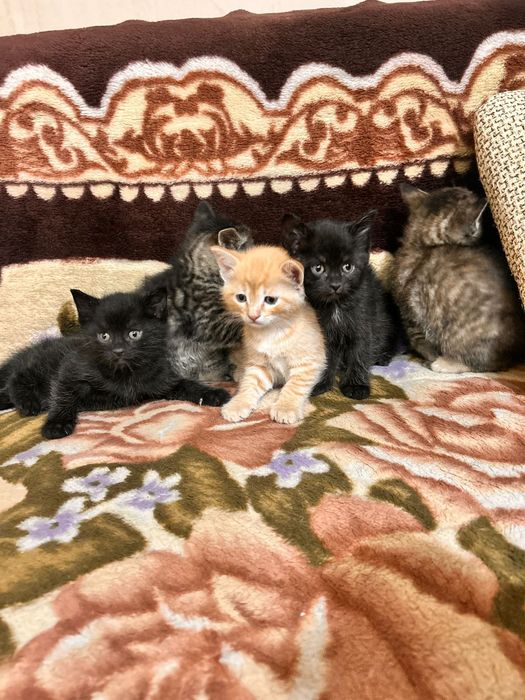 Котята Антидепрессанты)))