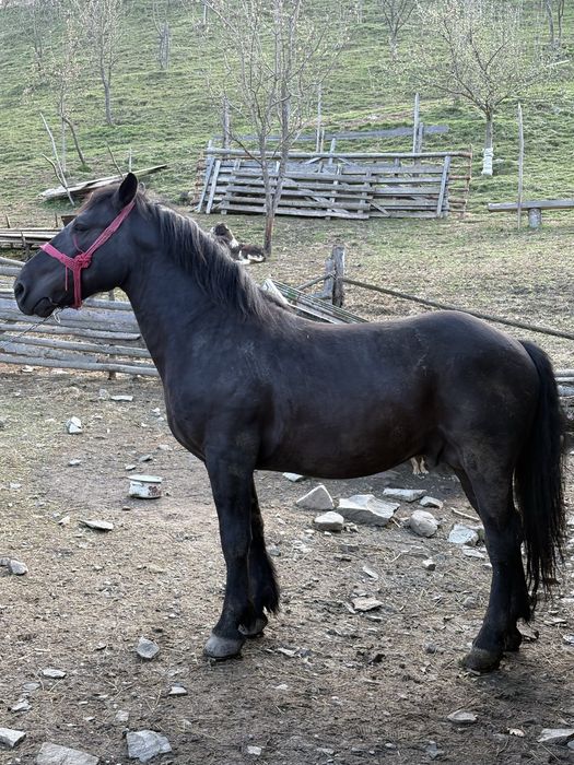 De vanzare cal de 2,9 ani!