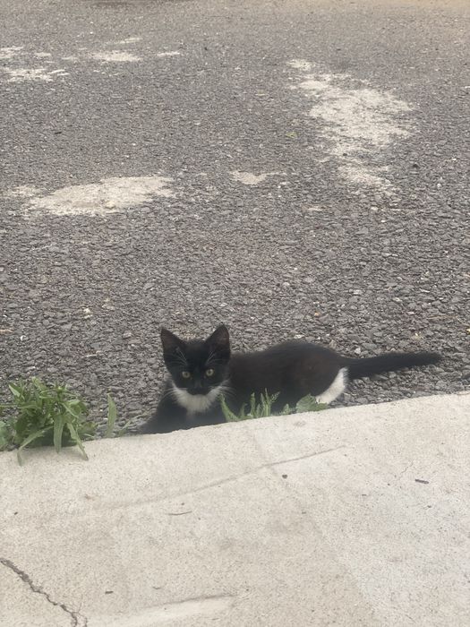 Отдам двух котят