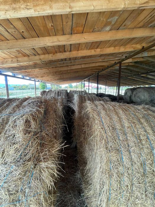Vînd baloți de semănătură la 1.80 înălțime în jur de 500 600 kg