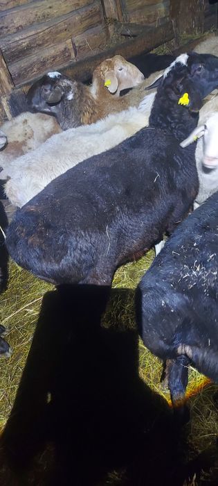 Бараны с откорма продам