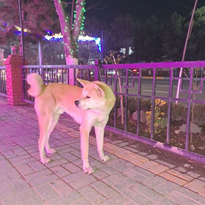 Хатико акито xatiko akito inu