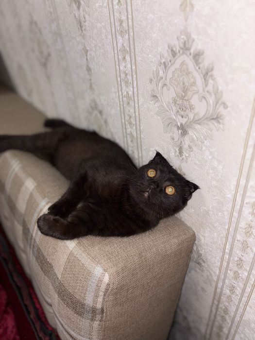 Scottish fold malchik