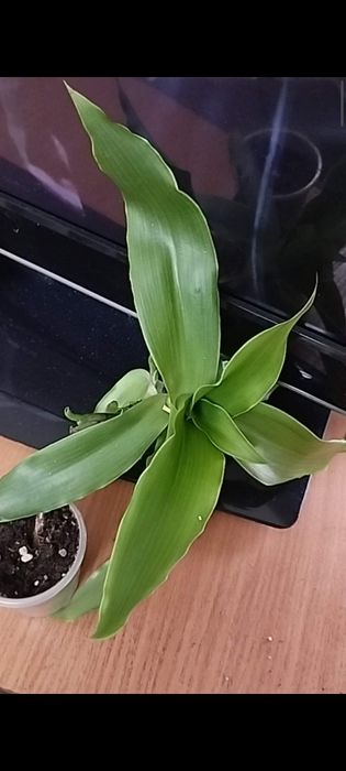 Золотой ус продам