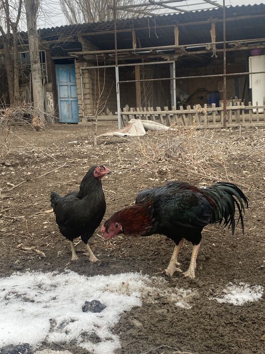 Дакан алдынғы жыл ашылған келіп көріңіздер