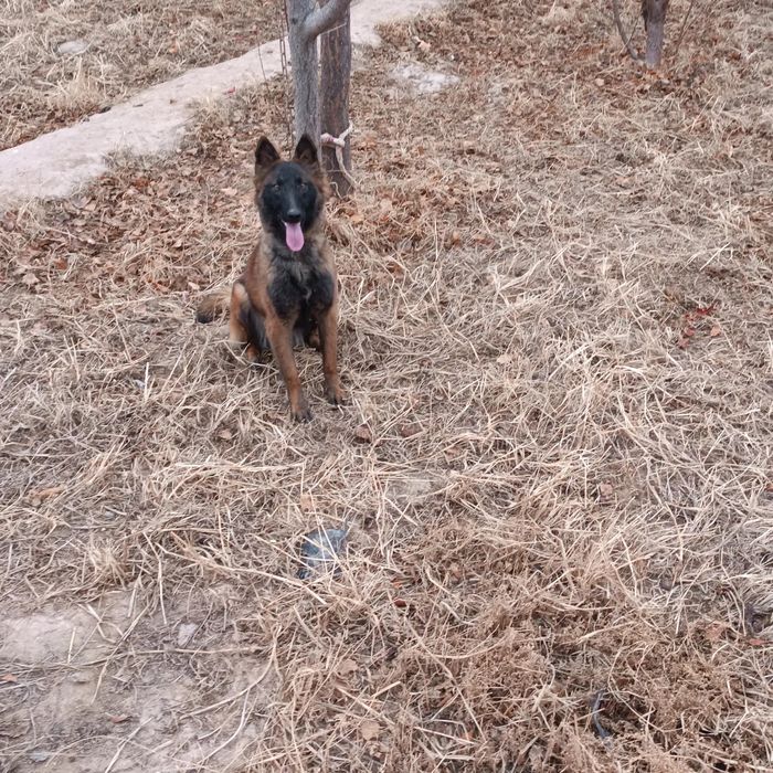 Iyt satiladi belgeyski ovcharka Tervuren