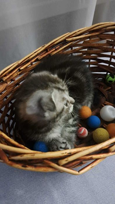 продам шотландского котенка