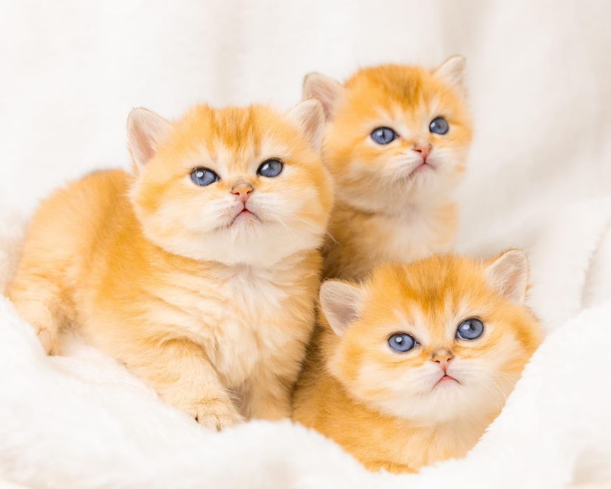 Котята золотые шиншиллы. Золотой котенок