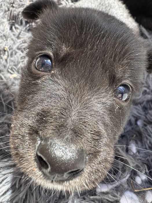 Отдадим щенят бесплатно