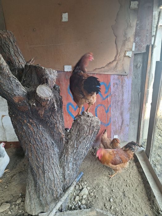 Курица , тауық..