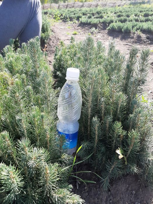 Голубая Ель сенсалари сотилади Селбериский нави Мовий оқ арча 3 йиллик