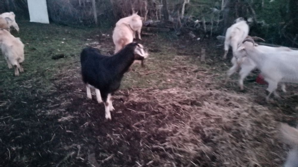 Продавам животни