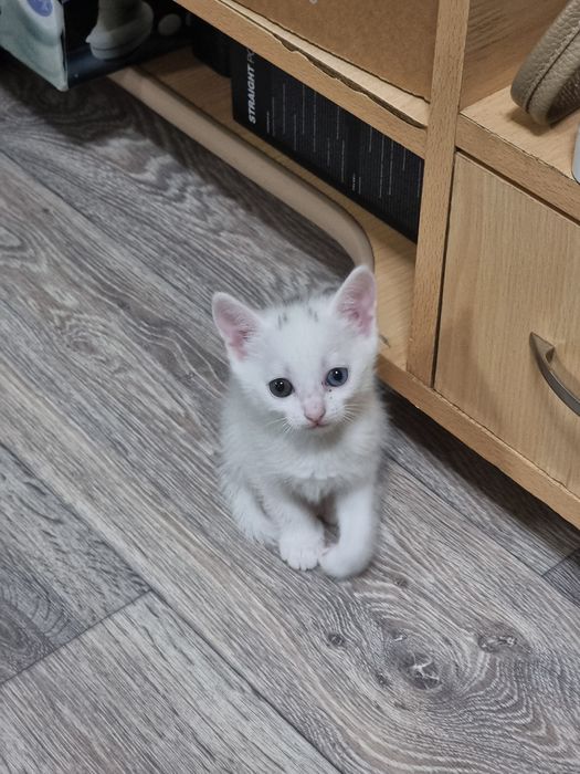 Очаровательная котёнка