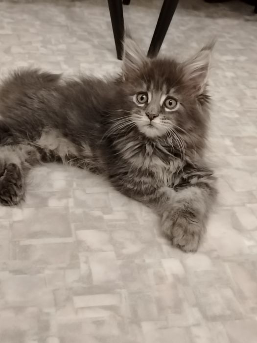 В разведение девочка мейн -кун полидакт