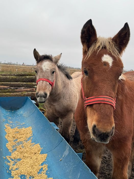 Vând mânz comtois (sarg) si manza muceda din armasar unguresc