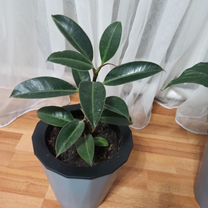 Цветы комнатные Женское счастье Фикус Герань