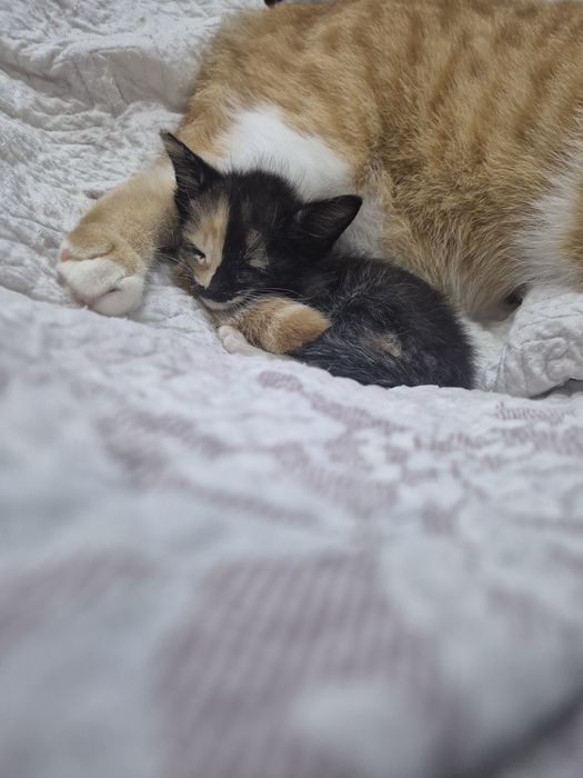 Котенок-девочка в добрые руки