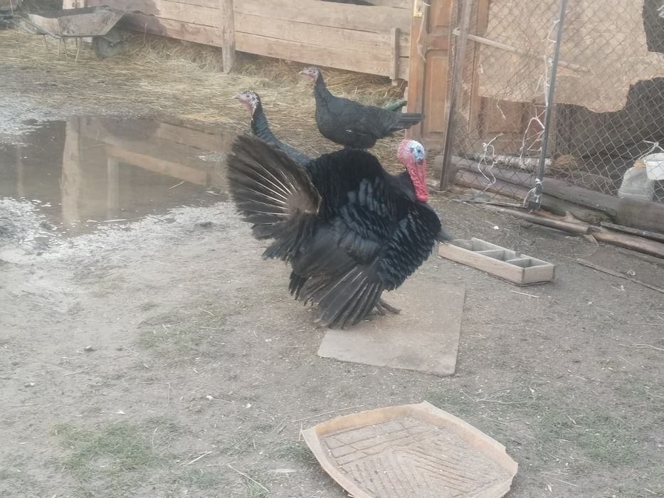 Ундык сатылады  ек мекен мен