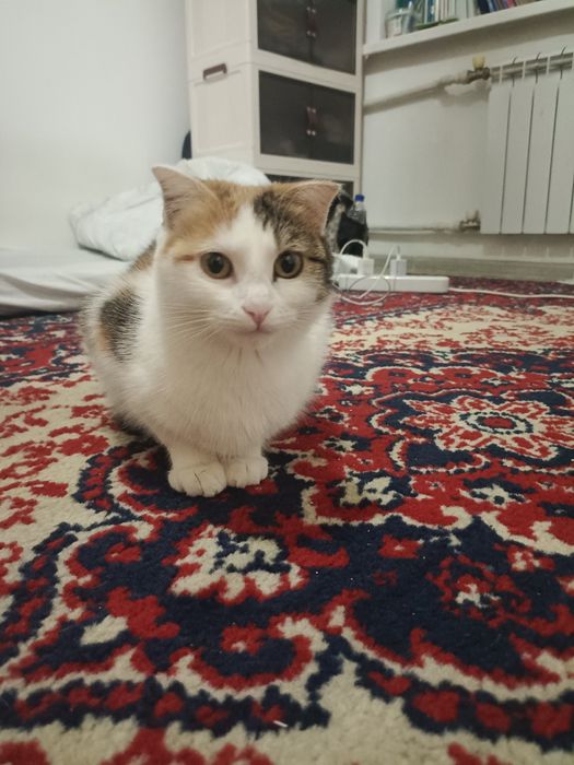 Домашние питомцы