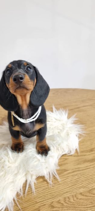 Femela teckel tekel dachshund standard par scurt pedigree tip A FCI
