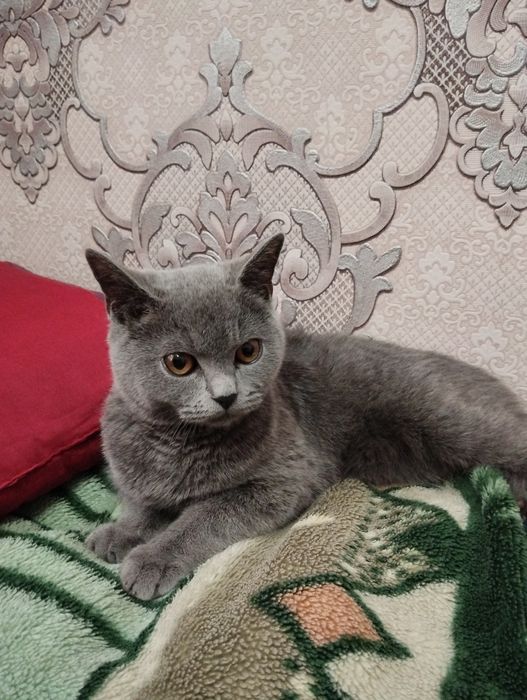 Продается кошка Скоттиш страйт