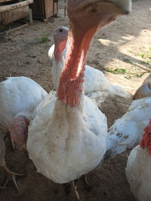 Kurka big 6 sotiladi 3 oylik 7 kg atrofida 17 ta bor