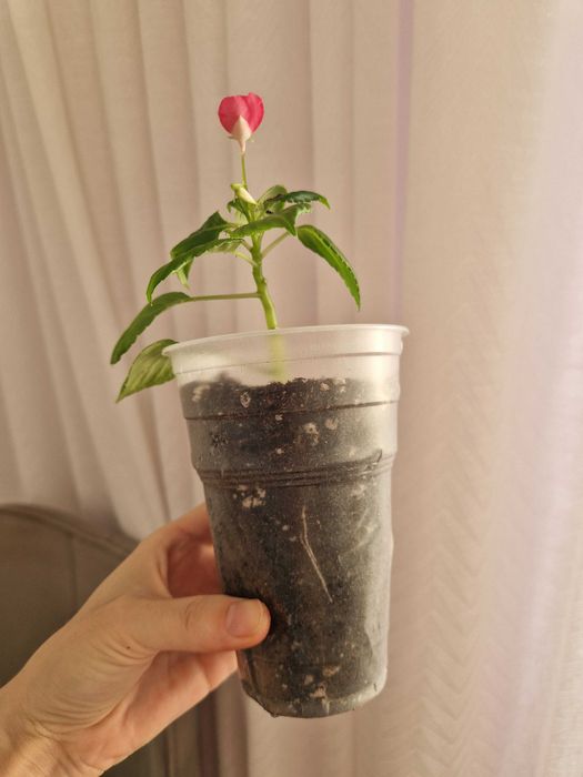 Бальзамин черенки