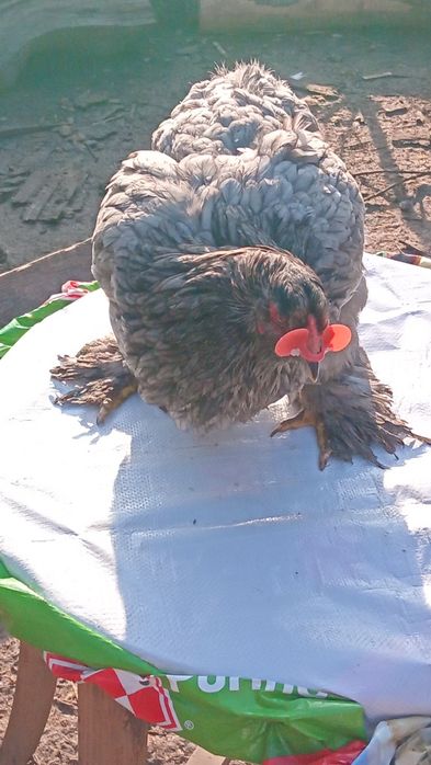 Vănd ouă  si păsări de diferite rase si speci