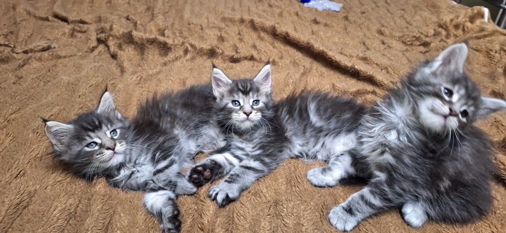 Котята   мейн-кун