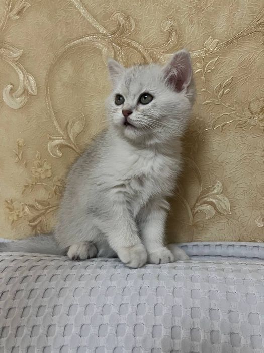 Лучший твой подарочек это я! Я буду твоим лучшим другом!