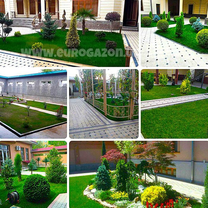 Готовый живой в ташкенте gazon tayyor gazon