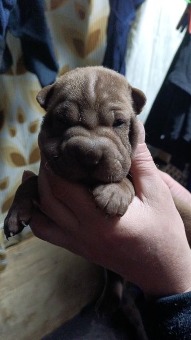 Щенки Шарпея премиум класса