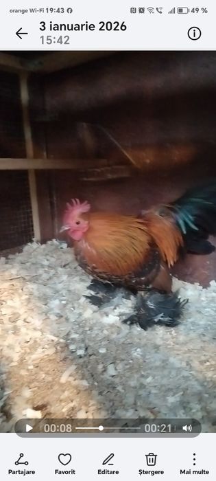 Mii de flori porțelan