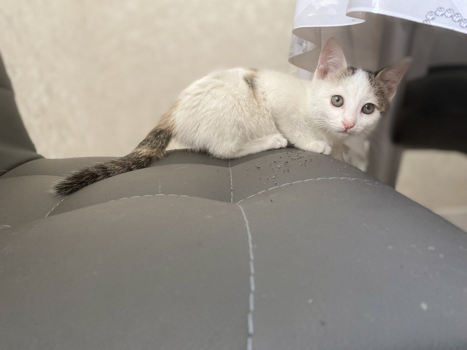 Отдам в добрые руки