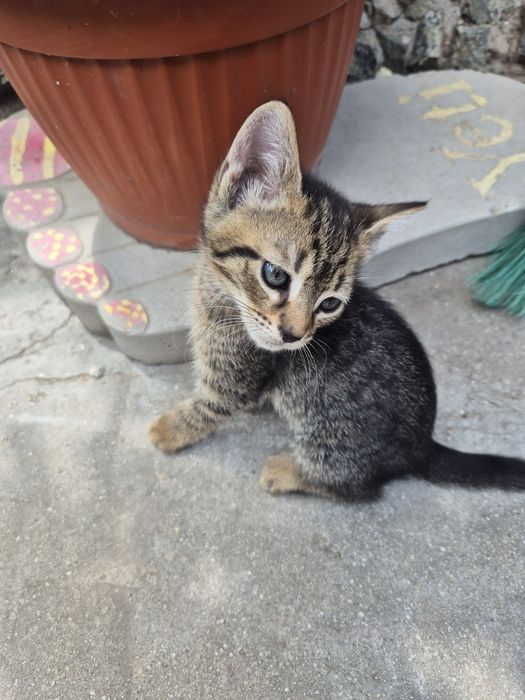 Подарявам малки котета
