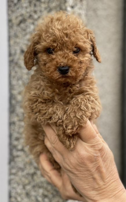 Мини Пудел Той